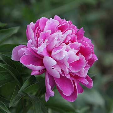 Peony-Blurb Peony-Blurb