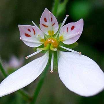 Saxifraga-Stolonifera-Blurb Saxifraga-Stolonifera-Blurb