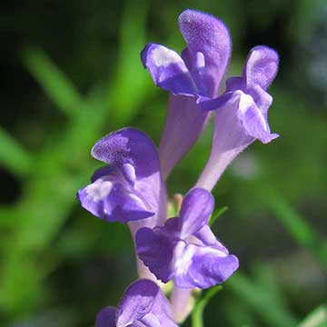 Scutellaria-Baicalensis-Blurb Scutellaria-Baicalensis-Blurb